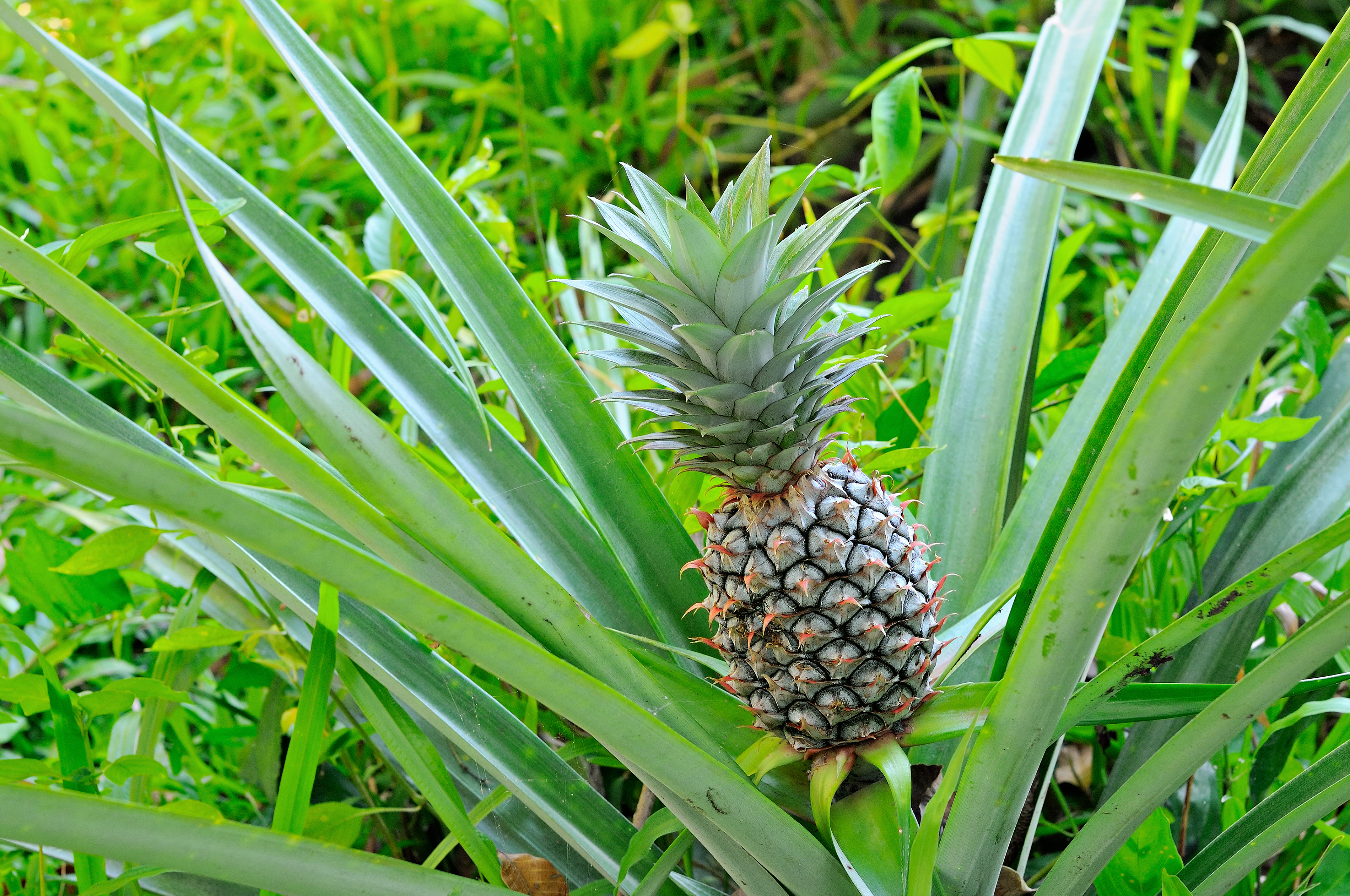 Ananas plant, kamerplanten top vijf