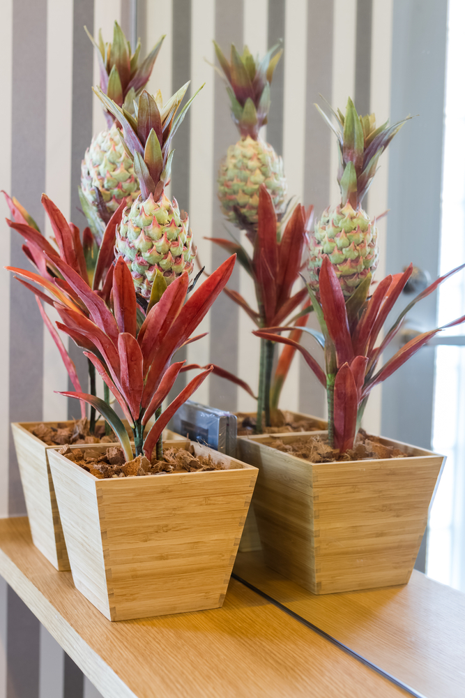 Prachtige ananasplanten Prachtige ananasplanten