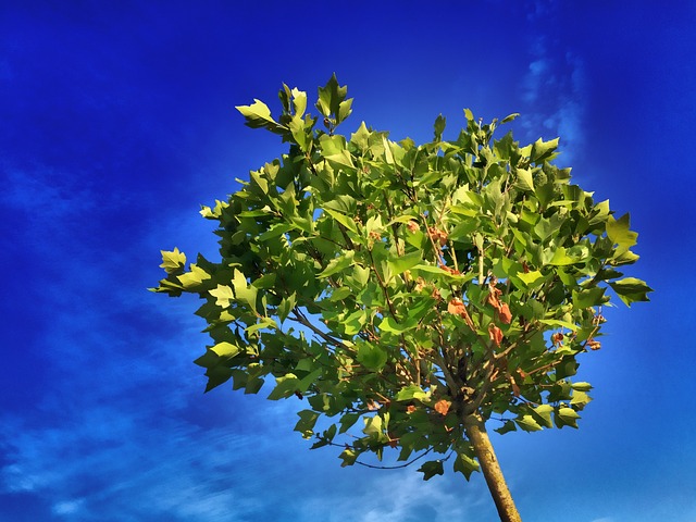 Bomen kopen nabij Geertruidenberg? Kom naar Tuincentrum Oosterhout!