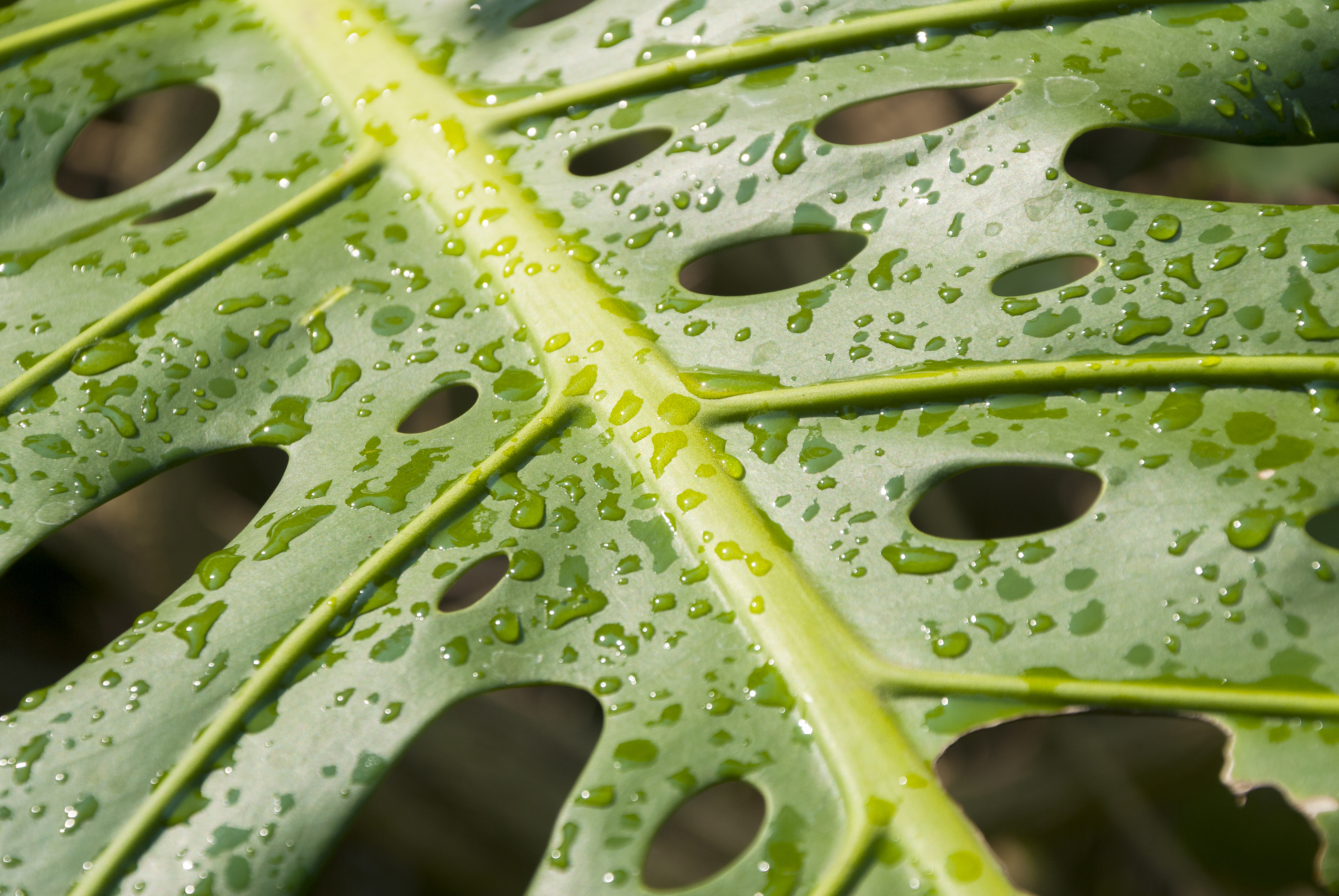 Gatenplant, top vijf kamerplanten