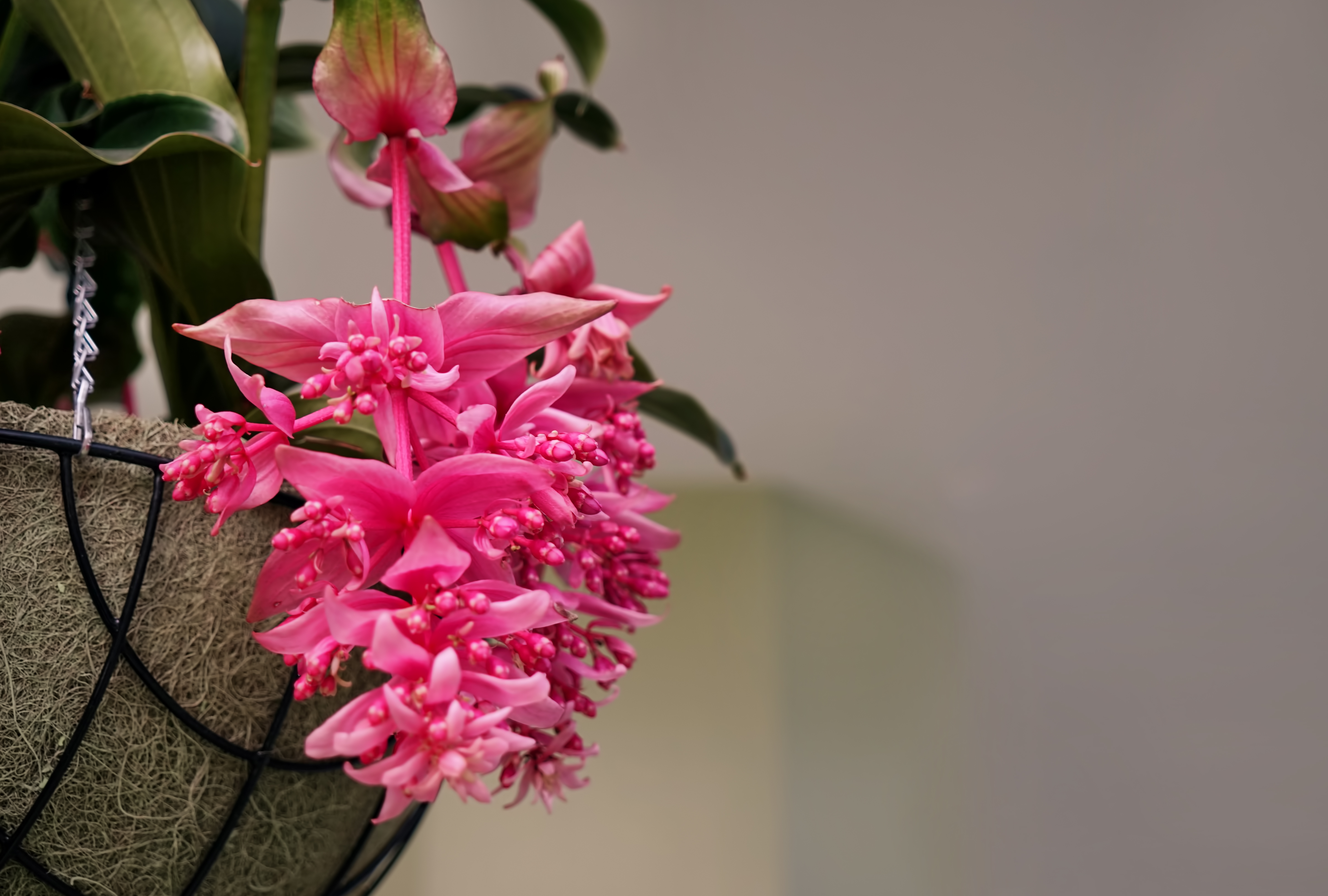 Medinilla, planten top vijf