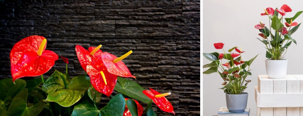 Bloeiende kamerplanten kopen bij GroenRijk Oosterhout Bloeiende kamerplanten kopen bij GroenRijk Oosterhout