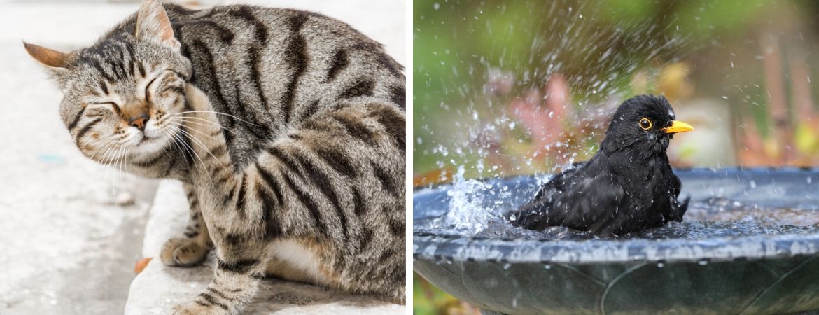 GroenRijk Oosterhout | Dierenwinkel