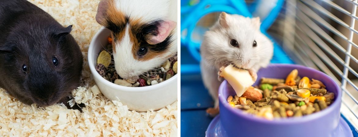 Alles voor knaagdieren vindt u in de dierenwinkel van GroenRijk Oosterhout