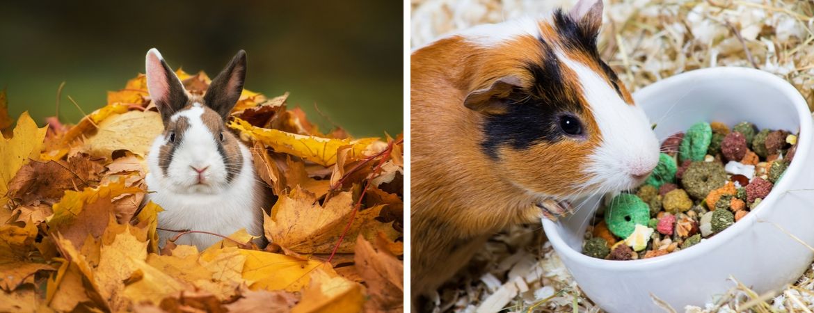 Alles voor knaagdieren vindt u in de dierenwinkel van GroenRijk Oosterhout
