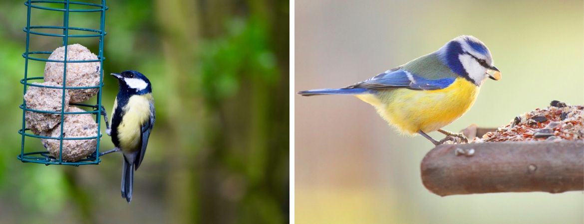 Vogels in de tuin - GroenRijk Oosterhout
