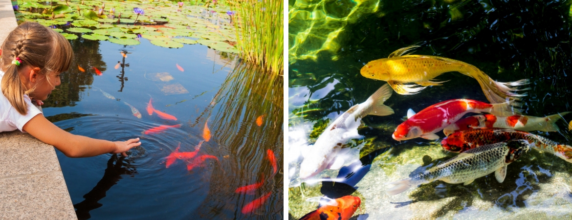 Bij GroenRijk Oosterhout vindt u vissen voor in de vijver