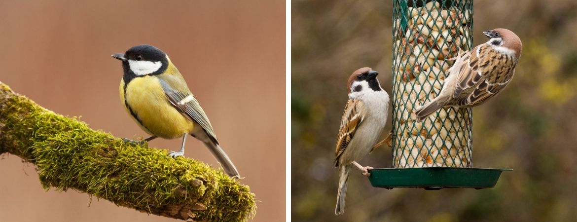 Vogels in de tuin - GroenRijk Oosterhout