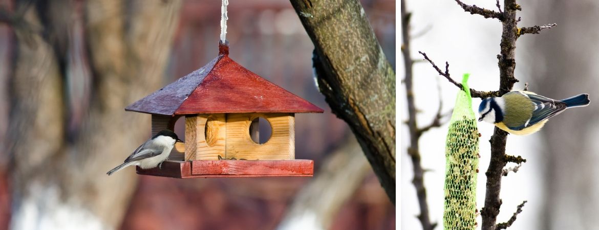 Vogels in de tuin - GroenRijk Oosterhout