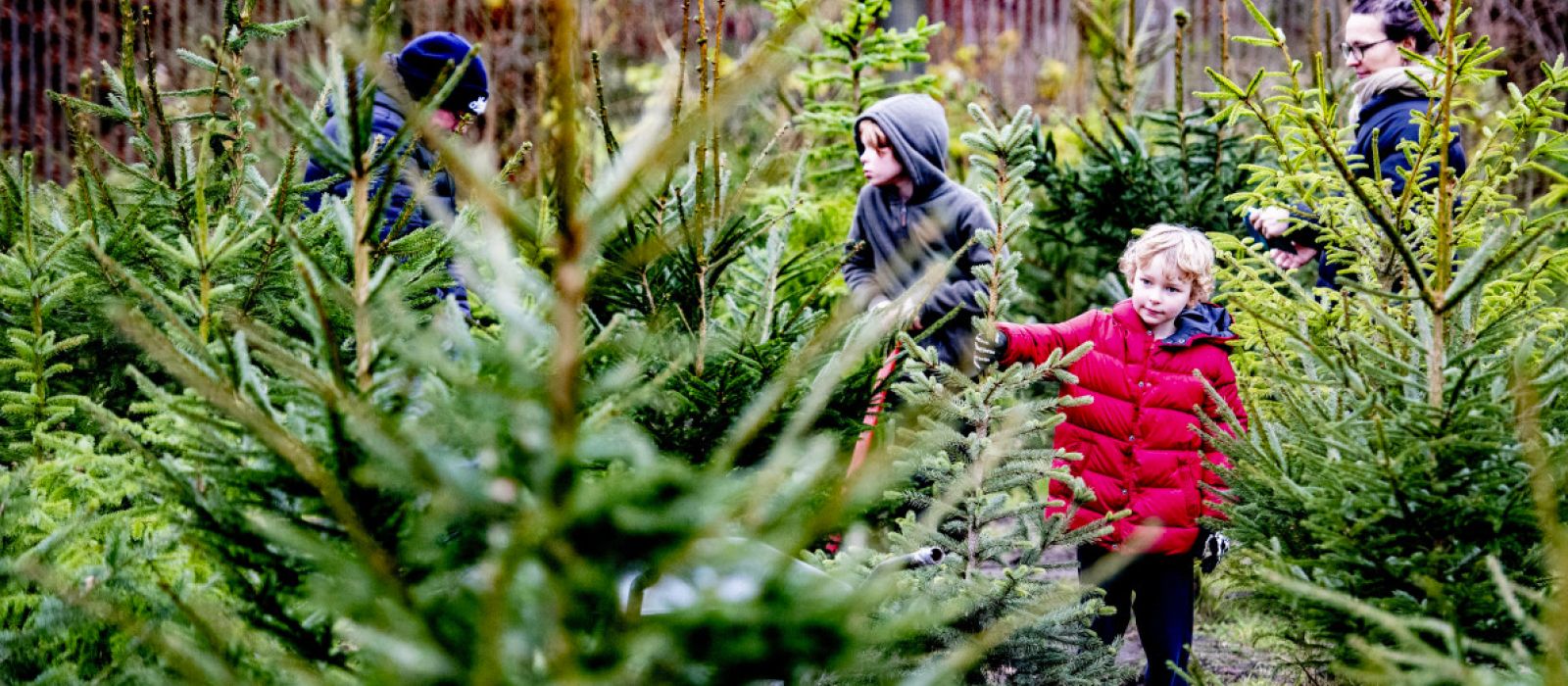 Een ruim assortiment kerstbomen