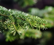 Kerstboom kopen Oosterhout | Al 5 jaar specialist in kerstbomen!