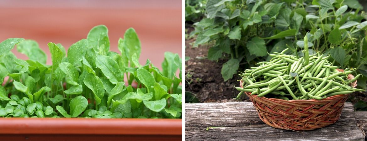 Tuincentrum Oosterhout | Moestuin | Moestuinieren