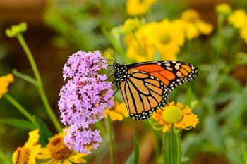 Maak een vlindervriendelijke tuin