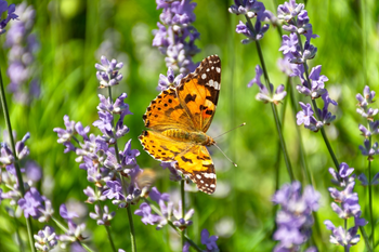 Maak van je tuin een vlinderparadijs