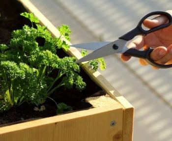 Moestuin in april: wat te doen?