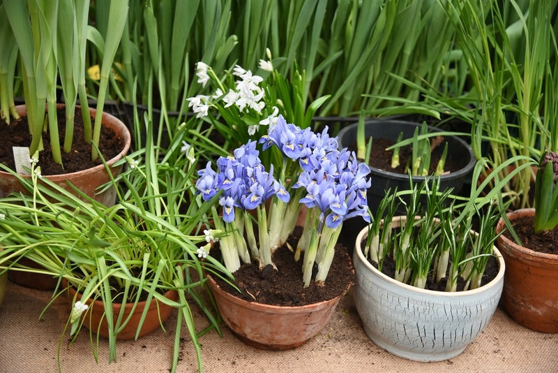aangrenzend gevoeligheid Ook Toptips voor het planten van bloembollen - Tuincentrum Oosterhout alles  voor huis, tuin en dier!