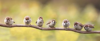 Vogelvriendelijk tuinieren