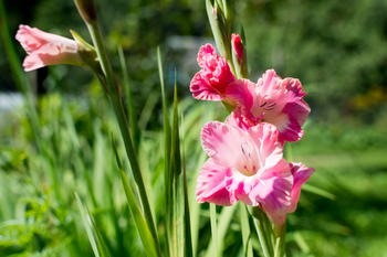 Zomer in de bol met zomerbollen!