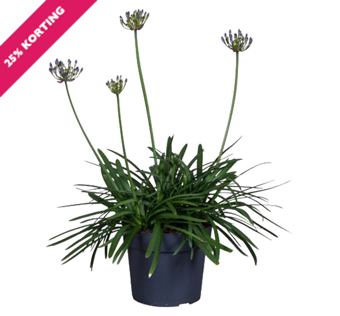 Agapanthus