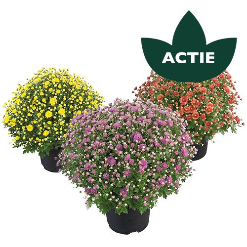 Bolchrysant