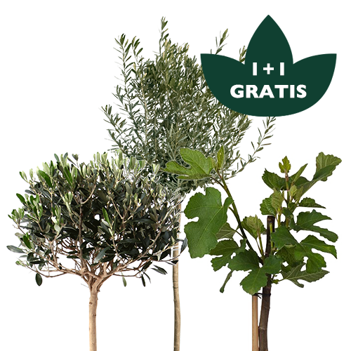 Diverse bomen & struiken