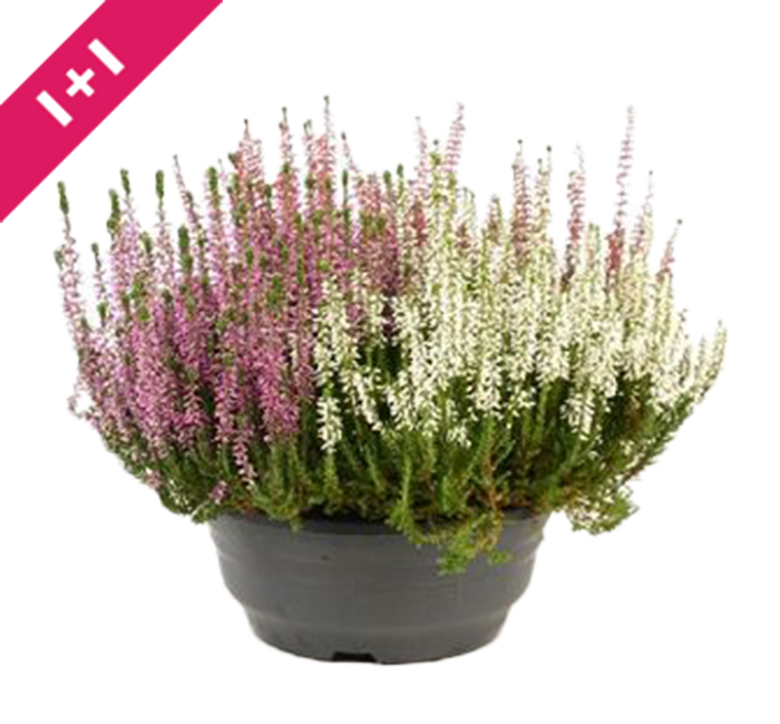 Calluna in schaal