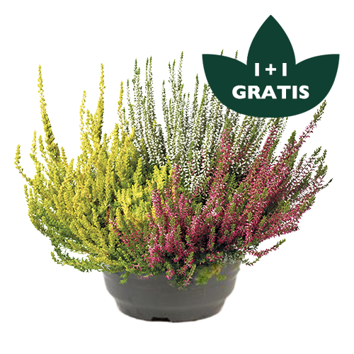 Calluna in schaal