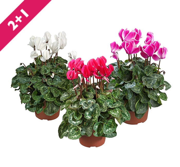 Cyclamen