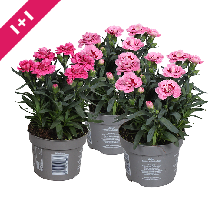 Dianthus