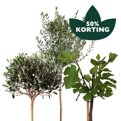 Diverse bomen & struiken