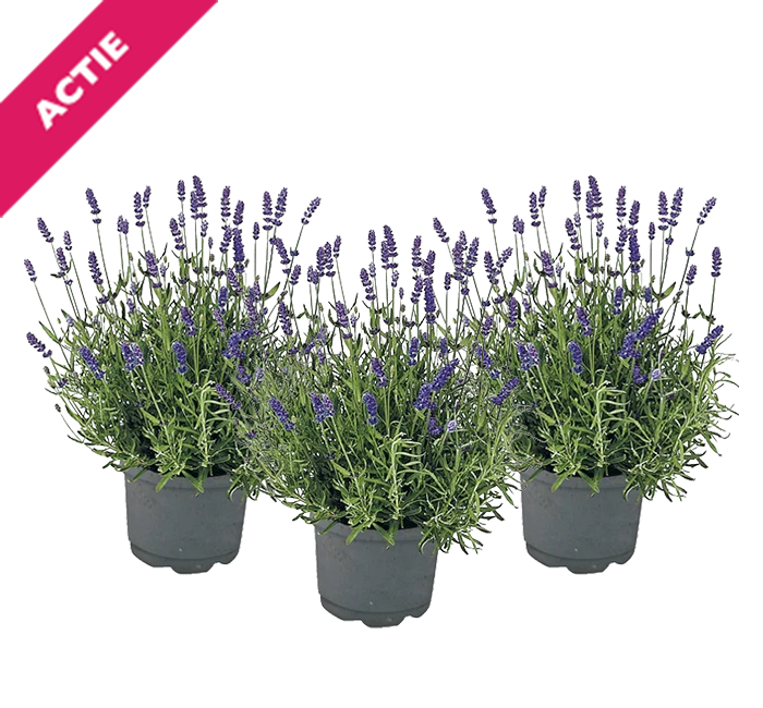 Lavendel