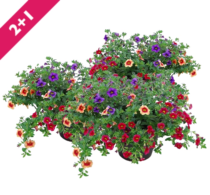 Perkgoed gemengd in pot