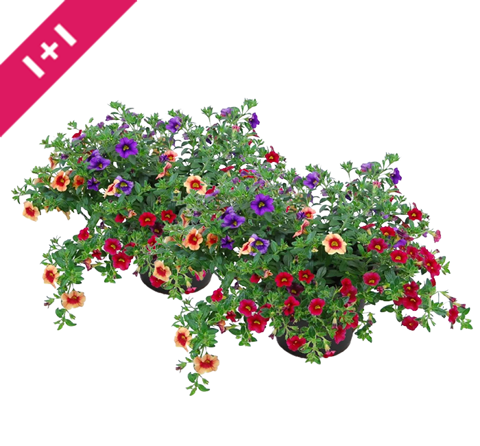 Perkgoed gemengd in pot
