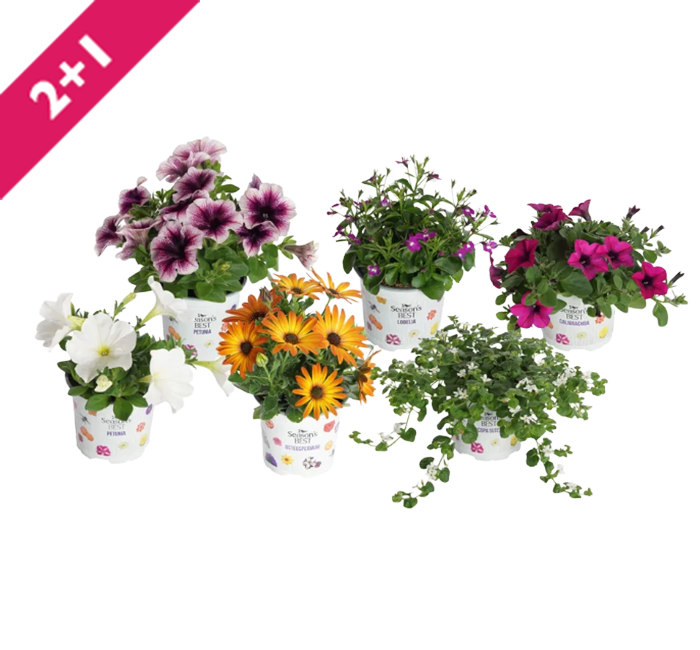 Perkplanten