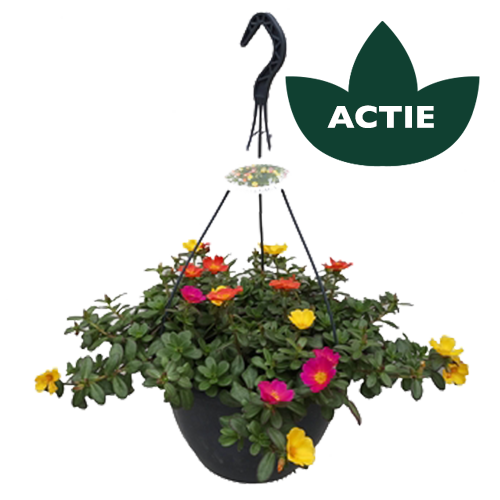 Portulaca in hangpot
