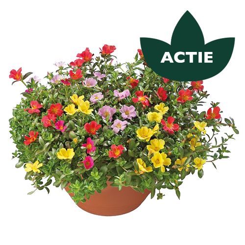 Portulaca in schaal