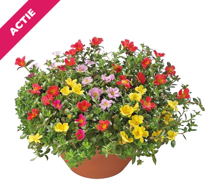 Portulaca in schaal