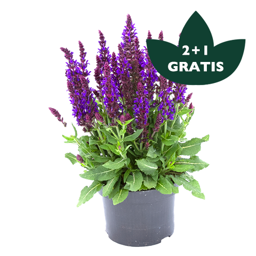 Salvia