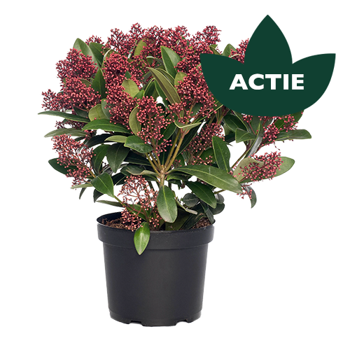 Skimmia