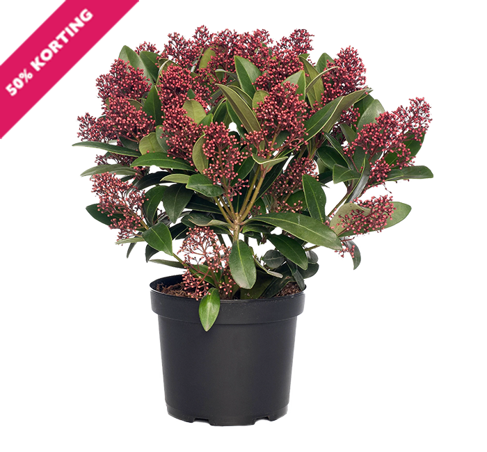 Skimmia