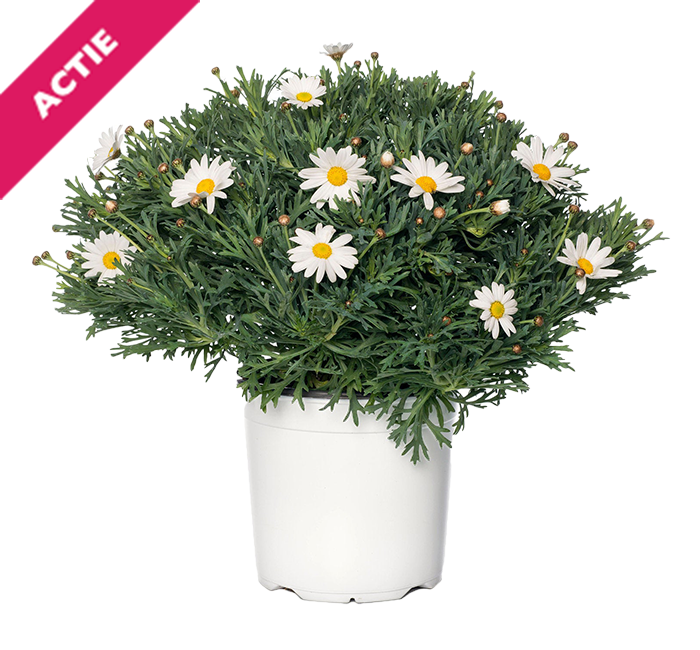 Struikmargriet