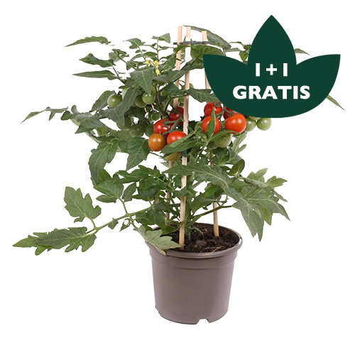 Tomantenplant