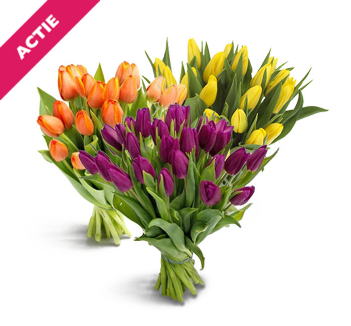 Tulpen