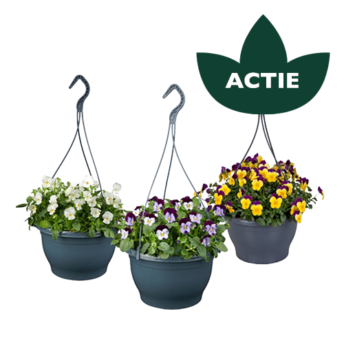 Violen in hangpot