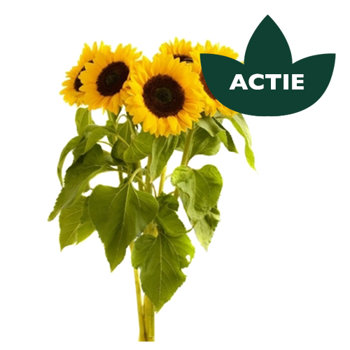 Zonnebloemen
