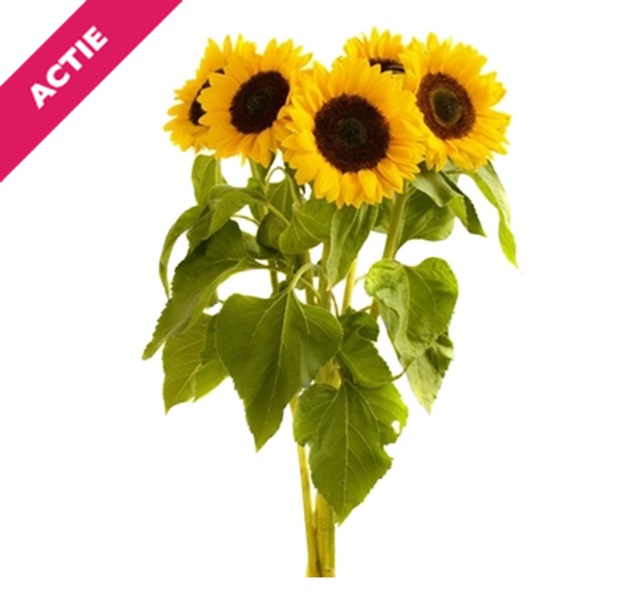 Zonnebloemen