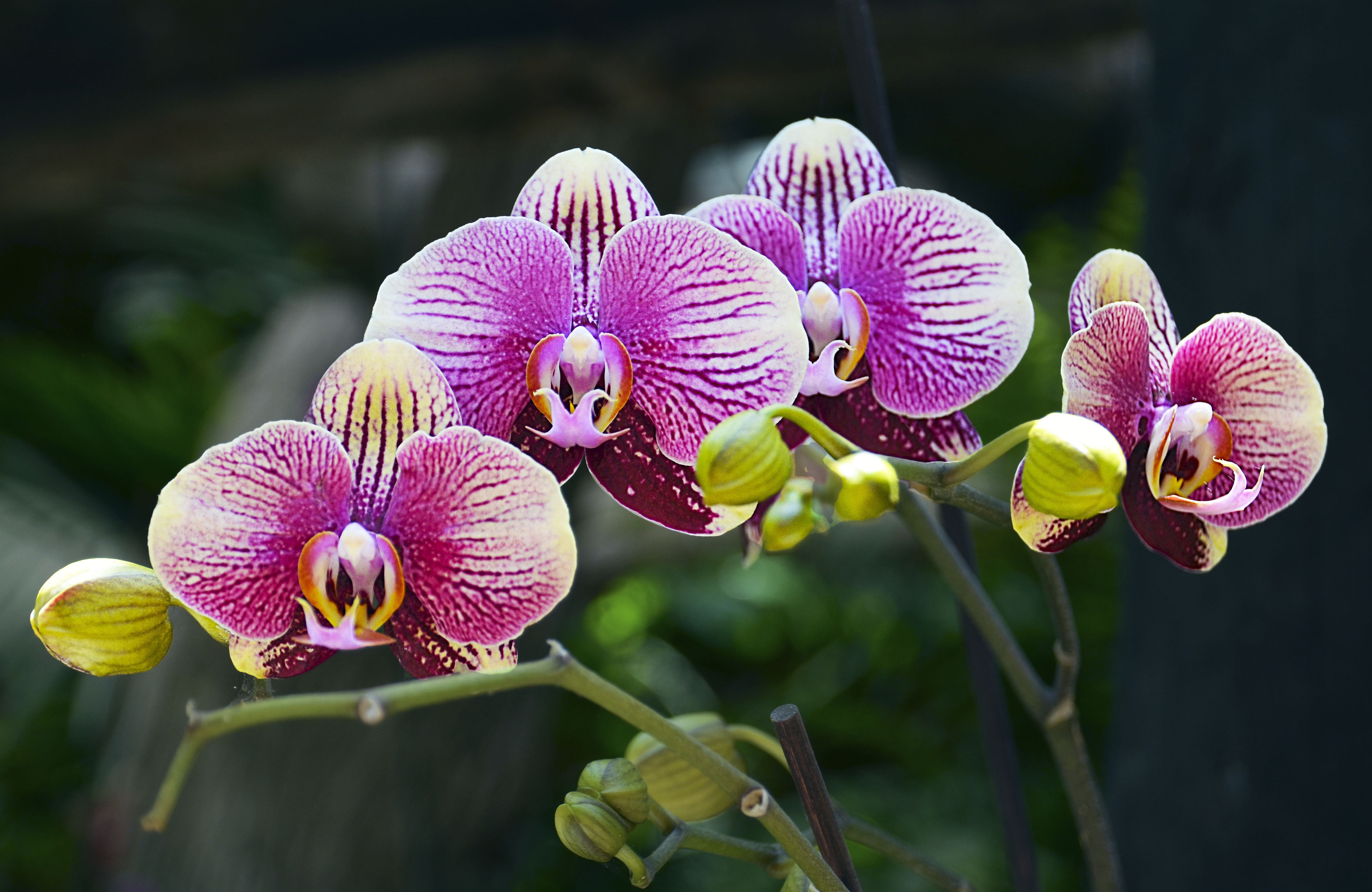 Orchidee, kamerplanten top vijf