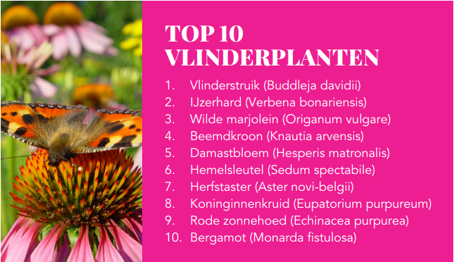 Vlinders in de tuin Tuincentrum Oosterhout