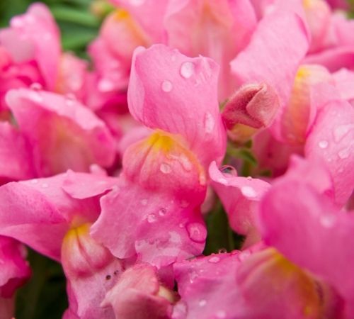 systeem Cursus zuigen Eenjarige planten - Tuincentrum Oosterhout alles voor huis, tuin en dier!