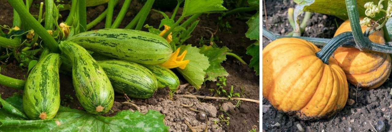 Moestuin in april | Tuincentrum Oosterhout